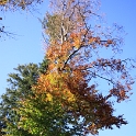 Automne au Mt-Pelerin - 068